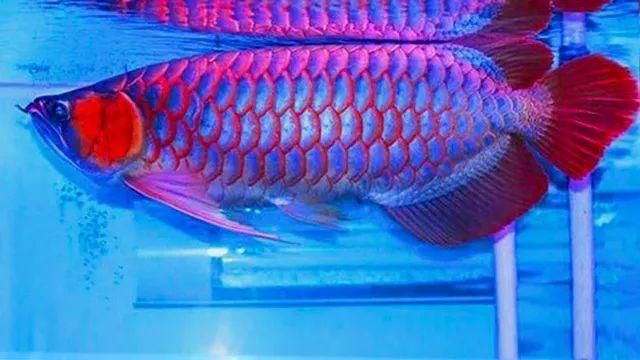 藍(lán)底缸養(yǎng)紅龍魚(yú)：藍(lán)底缸養(yǎng)殖紅龍魚(yú)的方法 藍(lán)底缸養(yǎng)紅龍魚(yú)：藍(lán)底缸養(yǎng)殖紅龍魚(yú)的方法 紅龍魚(yú)百科 第3張