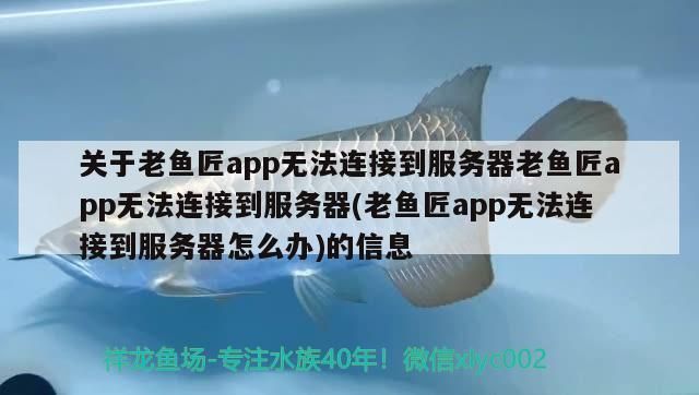 關于老魚匠app無法連接到服務器老魚匠app無法連接到服務器(老魚匠app無法連接到服務器怎么辦)的信息