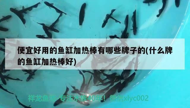 便宜好用的魚缸加熱棒有哪些牌子的(什么牌的魚缸加熱棒好) 便宜好用的魚缸加熱棒有哪些牌子的(什么牌的魚缸加熱棒好) iwish愛唯希品牌魚缸