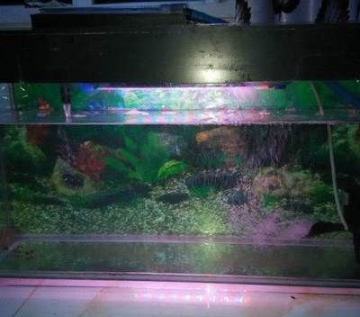 80cm魚缸多少升水:80cm魚缸能容納多少升水 魚缸百科 第3張 80cm魚缸多少升水:80cm魚缸能容納多少升水 80cm魚缸多少升水:80cm魚缸能容納多少升水 魚缸百科 第3張