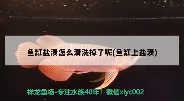 魚缸鹽漬怎么清洗掉了呢(魚缸上鹽漬) 魚缸鹽漬怎么清洗掉了呢(魚缸上鹽漬) 九鼎魚缸