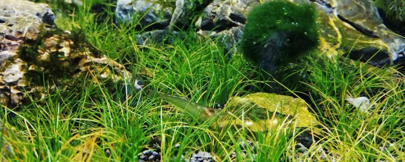 魚池里養什么水生植物哪些水草好養