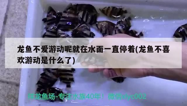 龍魚不愛游動呢就在水面一直停著(龍魚不喜歡游動是什么了)