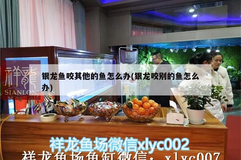銀龍魚咬其他的魚怎么辦(銀龍咬別的魚怎么辦)