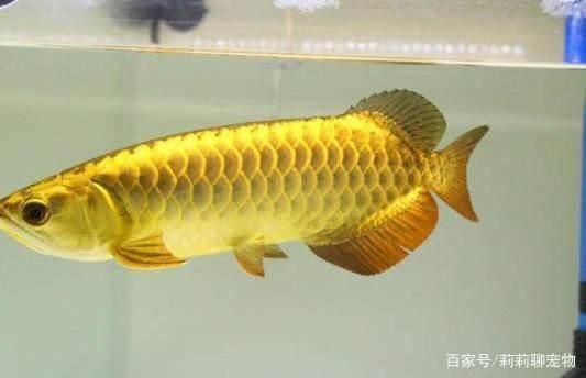 成年金龍魚增色飼料效果：成年金龍魚增色飼料的副作用 成年金龍魚增色飼料效果：成年金龍魚增色飼料的副作用 金龍魚百科 第4張