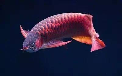 紅龍魚增色藥用什么：紅龍魚增色藥使用步驟和注意事項