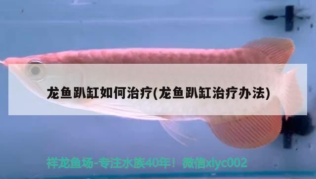 龍魚趴缸解決方法vs祥龍魚場：如何預防龍魚趴缸現象