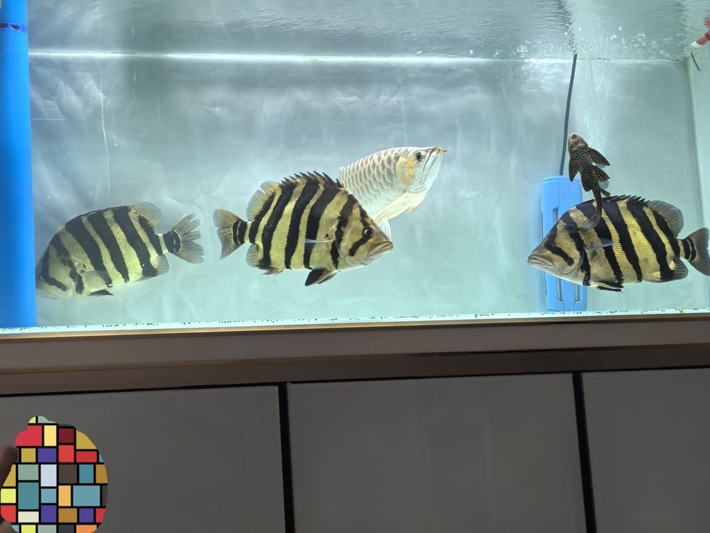 體型不夠，明度來湊