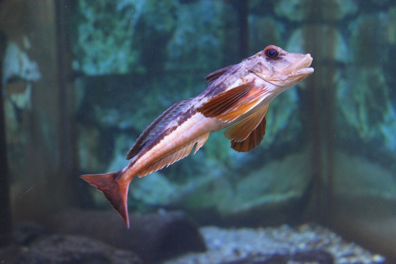魚(yú)缸過(guò)濾器選購(gòu)指南:自制魚(yú)缸過(guò)濾器魚(yú)缸上置過(guò)濾器對(duì)于養(yǎng)魚(yú)愛(ài)好者的必備知識(shí) 紅龍魚(yú)品質(zhì)好壞怎么看出來(lái)( 紅龍魚(yú)怎么挑) 黃金貓魚(yú)百科 紅龍魚(yú)品質(zhì)好壞怎么看出來(lái)( 紅龍魚(yú)怎么挑) 紅龍魚(yú)品質(zhì)好壞怎么看出來(lái)( 紅龍魚(yú)怎么挑) 黃金貓魚(yú)百科