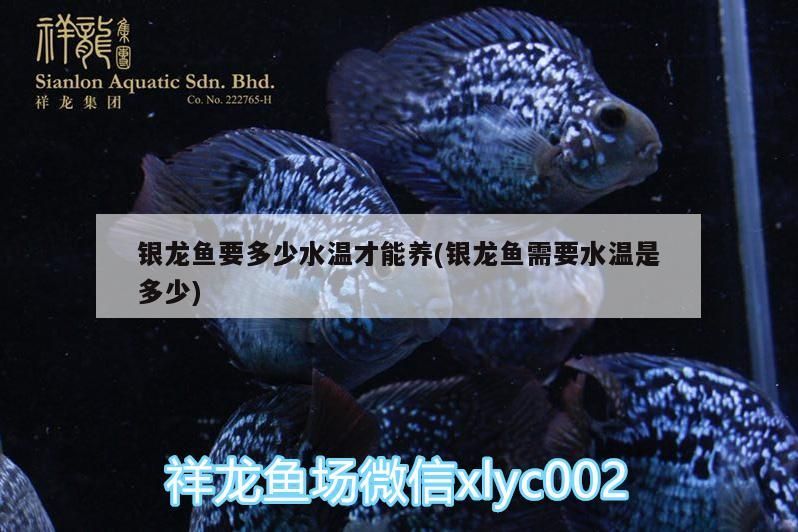 銀龍魚要多少水溫才能養(yǎng)(銀龍魚需要水溫是多少) 銀龍魚要多少水溫才能養(yǎng)(銀龍魚需要水溫是多少) 銀龍魚百科