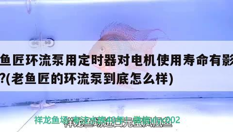 龍魚干蝦有營養嗎 老魚匠環流泵用定時器對電機使用壽命有影響嗎?(老魚匠的環流泵到底怎么樣) 老魚匠 老魚匠環流泵用定時器對電機使用壽命有影響嗎?(老魚匠的環流泵到底怎么樣) 老魚匠環流泵用定時器對電機使用壽命有影響嗎?(老魚匠的環流泵到底怎么樣) 老魚匠