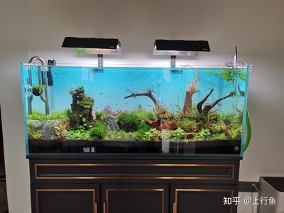 20升水的魚缸有多大：20升魚缸尺寸問答[2021-08,]08-08,]08 20升水的魚缸有多大：20升魚缸尺寸問答[2021-08,]08-08,]08 魚缸百科 第1張