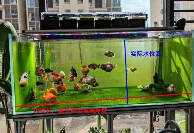 20升水的魚缸有多大：20升魚缸尺寸問答[2021-08,]08-08,]08 20升水的魚缸有多大：20升魚缸尺寸問答[2021-08,]08-08,]08 魚缸百科 第3張