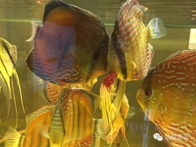 虎魚不吃食會不會餓死 虎魚百科 第2張 虎魚不吃食會不會餓死 虎魚不吃食會不會餓死 虎魚百科 第2張