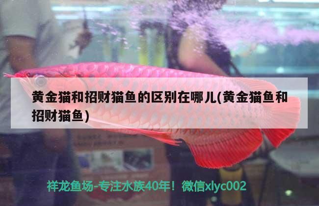 黃金貓和招財(cái)貓魚的區(qū)別在哪兒(黃金貓魚和招財(cái)貓魚)