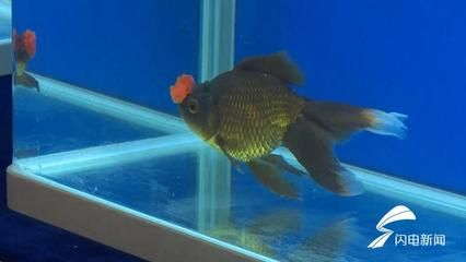 70厘米深魚缸可以養珍珠金魚：70厘米深的魚缸可以養珍珠金魚嗎？