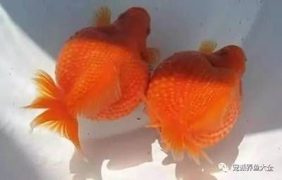 70厘米深魚缸可以養珍珠金魚：70厘米深的魚缸可以養珍珠金魚嗎？