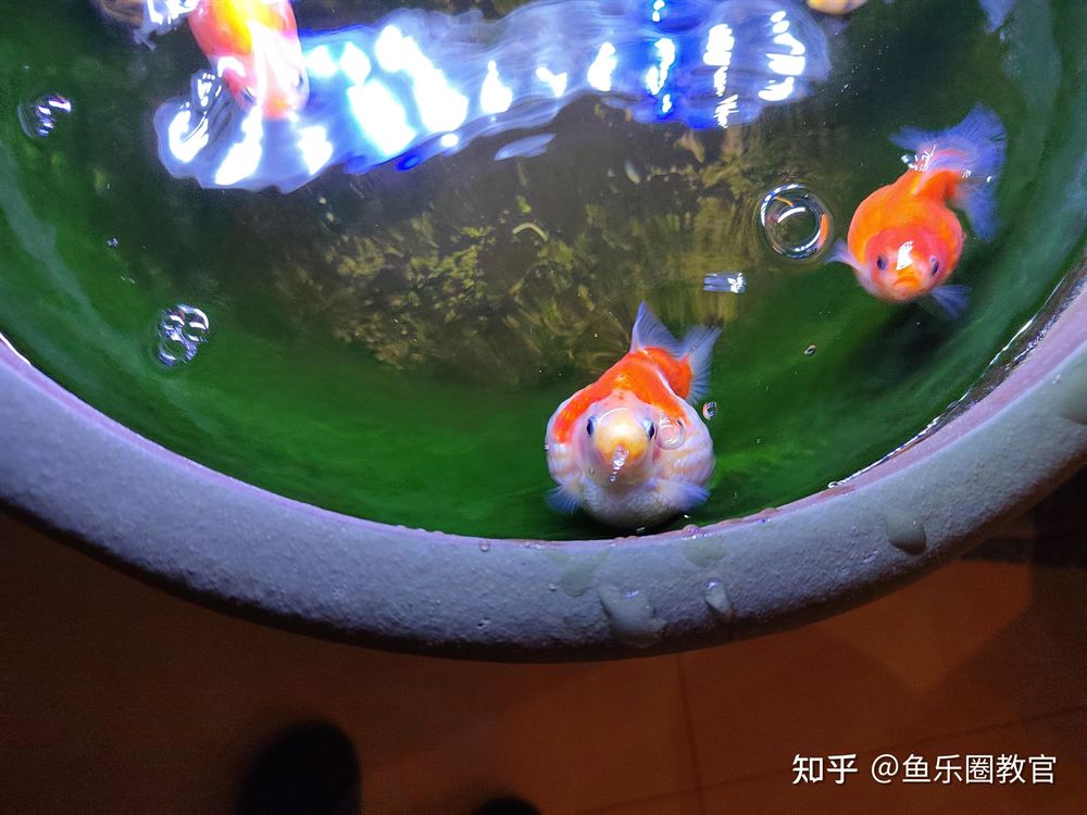70厘米深魚缸可以養珍珠金魚：70厘米深的魚缸可以養珍珠金魚嗎？