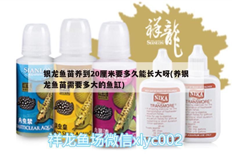 銀龍魚苗養到20厘米要多久能長大呀(養銀龍魚苗需要多大的魚缸)