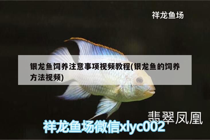 銀龍魚飼養注意事項視頻教程(銀龍魚的飼養方法視頻)