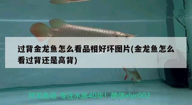過背金龍魚怎么看品相好壞圖片(金龍魚怎么看過背還是高背)