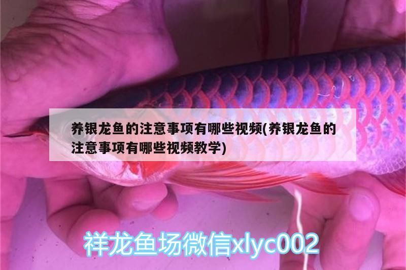 養銀龍魚的注意事項有哪些視頻(養銀龍魚的注意事項有哪些視頻教學)