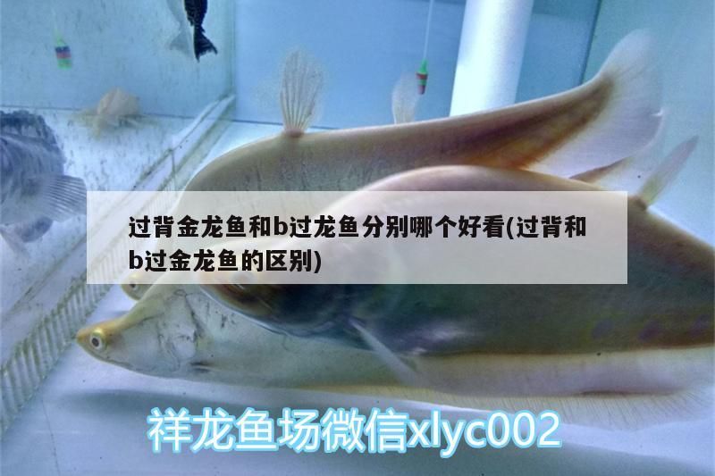 過背金龍魚和b過龍魚分別哪個(gè)好看(過背和b過金龍魚的區(qū)別)