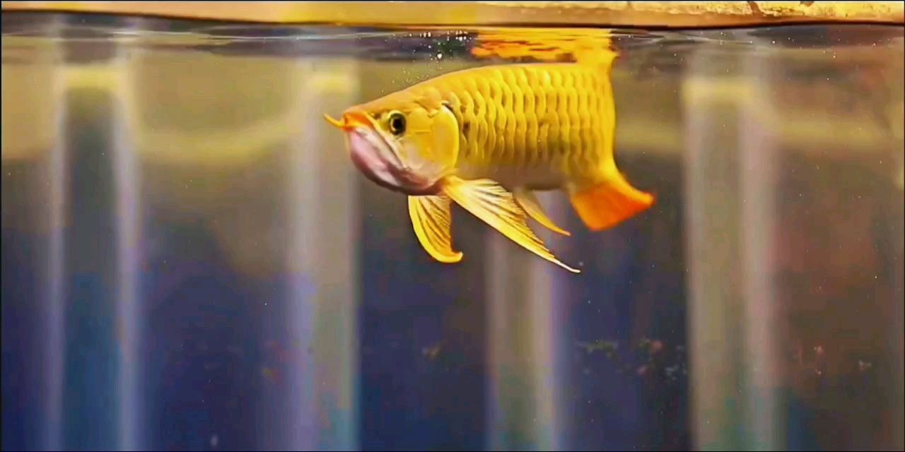 擁有這條龍，我就不換魚了。 擁有這條龍，我就不換魚了。 龍魚論壇