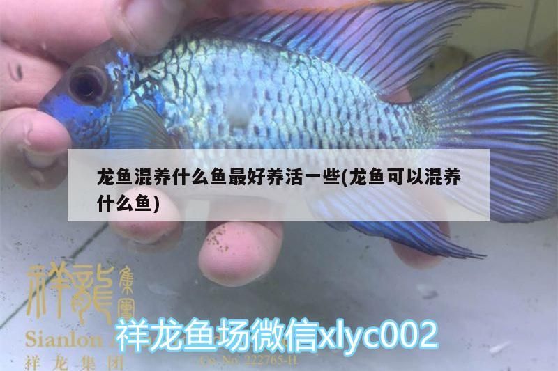長(zhǎng)春賣(mài)魚(yú)缸的地方在哪里有：長(zhǎng)春賣(mài)魚(yú)缸的地方在哪里有買(mǎi)
