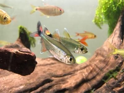 觀賞魚治療白點除了升溫需要加鹽嗎？（治療觀賞魚白點病的方法） 觀賞魚治療白點除了升溫需要加鹽嗎？（治療觀賞魚白點病的方法） 伊罕水族 第3張