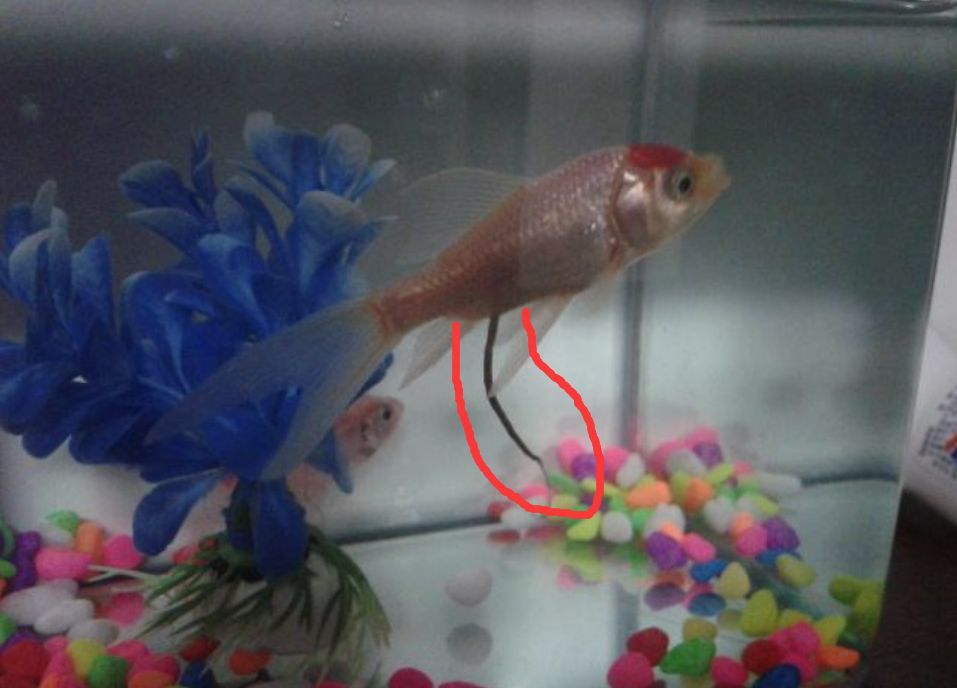 觀賞魚治療白點除了升溫需要加鹽嗎？（治療觀賞魚白點病的方法） 觀賞魚治療白點除了升溫需要加鹽嗎？（治療觀賞魚白點病的方法） 伊罕水族 第1張
