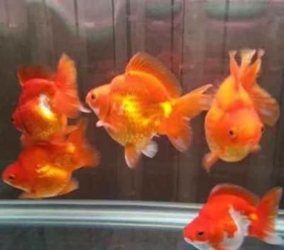 觀賞魚治療白點除了升溫需要加鹽嗎？（治療觀賞魚白點病的方法） 觀賞魚治療白點除了升溫需要加鹽嗎？（治療觀賞魚白點病的方法） 伊罕水族 第4張
