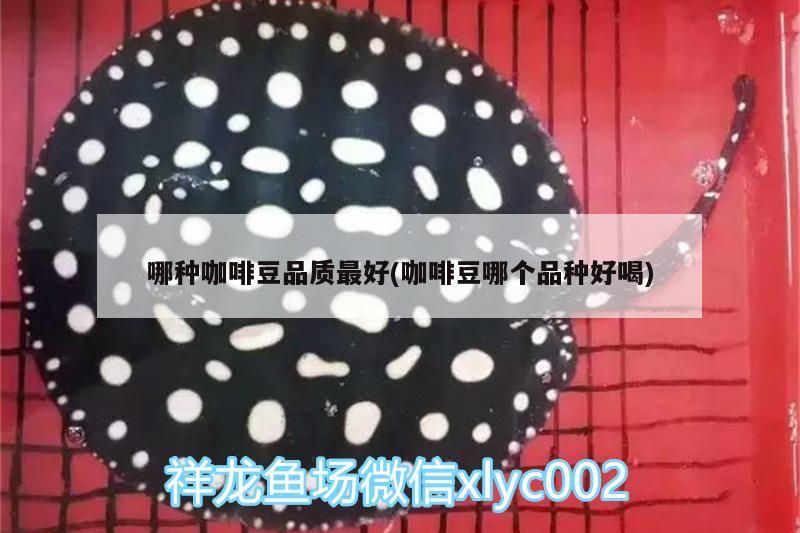 哪種咖啡豆品質最好(咖啡豆哪個品種好喝)