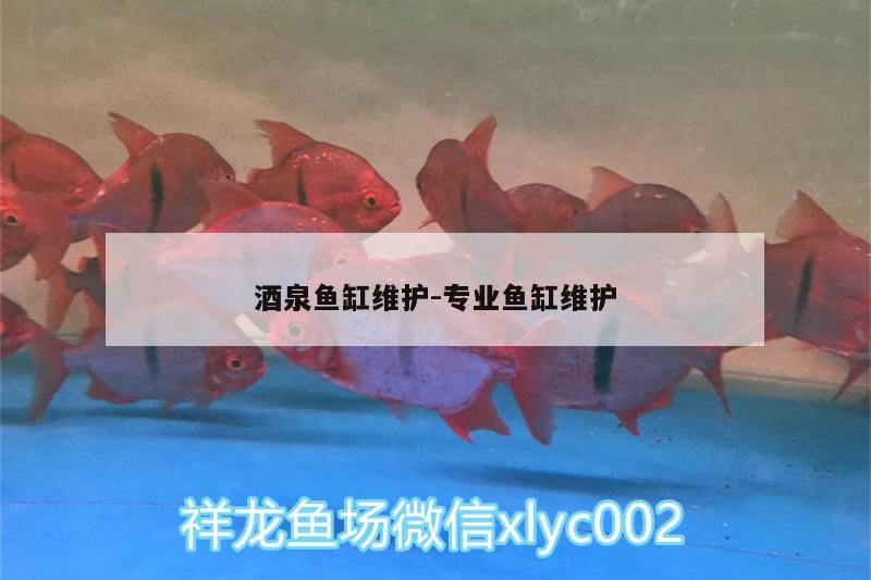 魚缸用增氧泵價格是多少:魚缸增氧機-xtrac增氧機-xtrac增氧機 酒泉魚缸維護:專業魚缸維護 黃金貓魚百科 酒泉魚缸維護:專業魚缸維護 酒泉魚缸維護:專業魚缸維護 黃金貓魚百科
