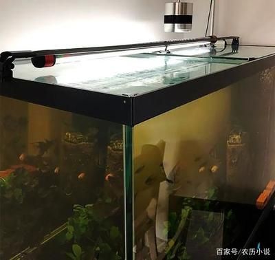 80厘米的魚缸要加拉筋嗎：魚缸是否需要加拉筋 80厘米的魚缸要加拉筋嗎：魚缸是否需要加拉筋 魚缸百科 第3張