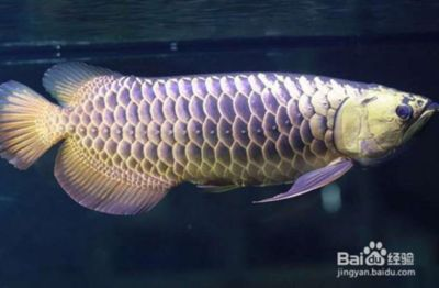 金龍魚燒須可以恢復嗎？：金龍魚燒須后如何調整飲食，金龍魚燒須的日常預防技巧