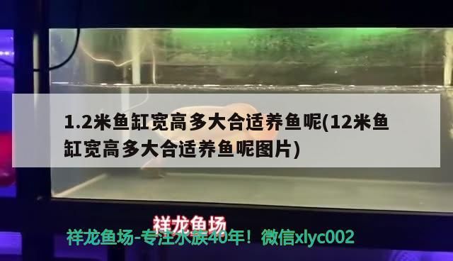 1.2米魚缸寬高多大合適養(yǎng)魚呢(12米魚缸寬高多大合適養(yǎng)魚呢圖片) 1.2米魚缸寬高多大合適養(yǎng)魚呢(12米魚缸寬高多大合適養(yǎng)魚呢圖片) 可麗愛魚缸