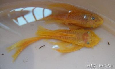 40魚缸尺寸：40魚缸尺寸的選擇技巧 40魚缸尺寸：40魚缸尺寸的選擇技巧 魚缸百科 第3張