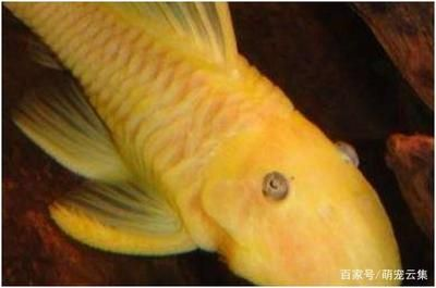 40魚缸尺寸：40魚缸尺寸的選擇技巧 40魚缸尺寸：40魚缸尺寸的選擇技巧 魚缸百科 第2張