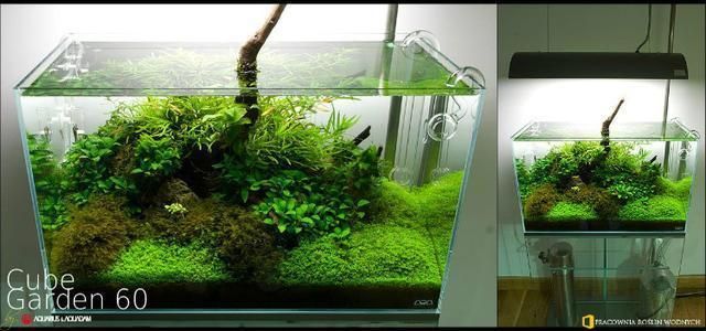 60魚缸水草造景：60魚缸水草造景需要綜合考慮魚缸尺寸、設備和設備 60魚缸水草造景：60魚缸水草造景需要綜合考慮魚缸尺寸、設備和設備 魚缸百科 第2張