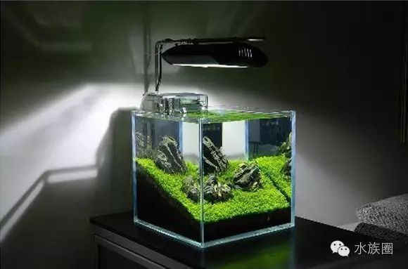 60魚缸水草造景：60魚缸水草造景需要綜合考慮魚缸尺寸、設備和設備 60魚缸水草造景：60魚缸水草造景需要綜合考慮魚缸尺寸、設備和設備 魚缸百科 第3張