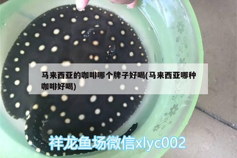 馬來西亞的咖啡哪個牌子好喝(馬來西亞哪種咖啡好喝)
