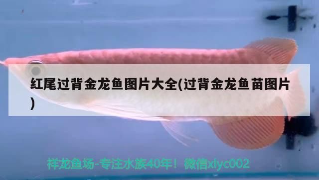 紅尾過背金龍魚圖片大全(過背金龍魚苗圖片)