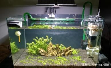 龍魚的魚缸用多少瓦的加熱棒，如何選擇龍魚魚缸的加熱棒 龍魚的魚缸用多少瓦的加熱棒，如何選擇龍魚魚缸的加熱棒 魚缸百科 第4張