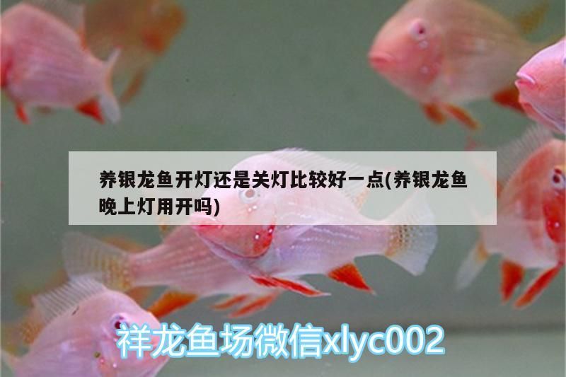 養銀龍魚開燈還是關燈比較好一點(養銀龍魚晚上燈用開嗎)