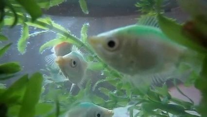 觀賞魚鑒賞綜述（熱帶觀賞魚的起源與分布）