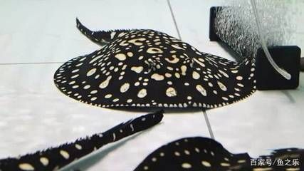 魟魚多久長大成型啊視頻：魟魚的成長周期 魟魚多久長大成型啊視頻：魟魚的成長周期 魟魚百科 第3張