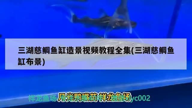 飼料 三湖慈鯛魚缸造景視頻教程全集(三湖慈鯛魚缸布景) 黃金貓魚百科 三湖慈鯛魚缸造景視頻教程全集(三湖慈鯛魚缸布景) 三湖慈鯛魚缸造景視頻教程全集(三湖慈鯛魚缸布景) 黃金貓魚百科