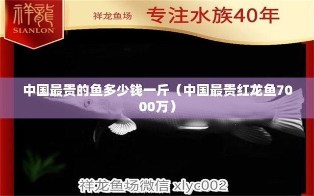 中國最貴的紅龍魚多少錢：中國最貴的紅龍魚價格可達7000萬元一條