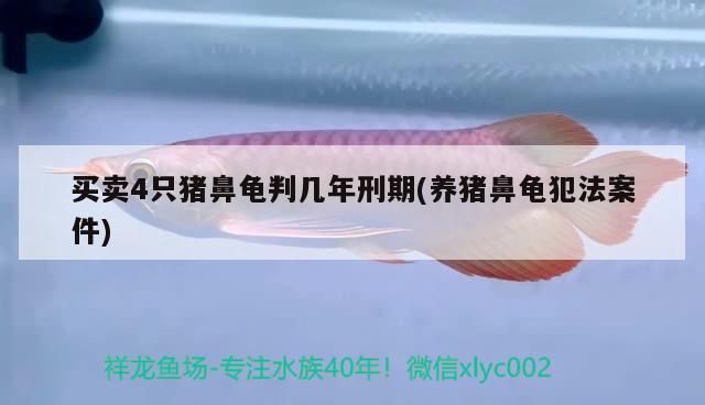 買賣4只豬鼻龜判幾年刑期(養豬鼻龜犯法案件) 買賣4只豬鼻龜判幾年刑期(養豬鼻龜犯法案件) 豬鼻龜百科